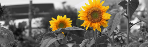 Schwarz-weiß Foto von Sonnenblumenfeld mit zwei gelben Sonnenblumen