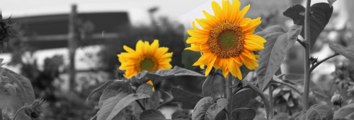 Schwarz-weiß Foto von Sonnenblumenfeld mit zwei gelben Sonnenblumen